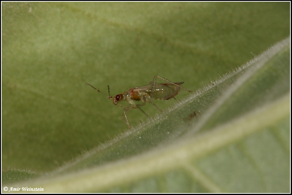 Miridae: Nesidiocoris tenuis in Israele